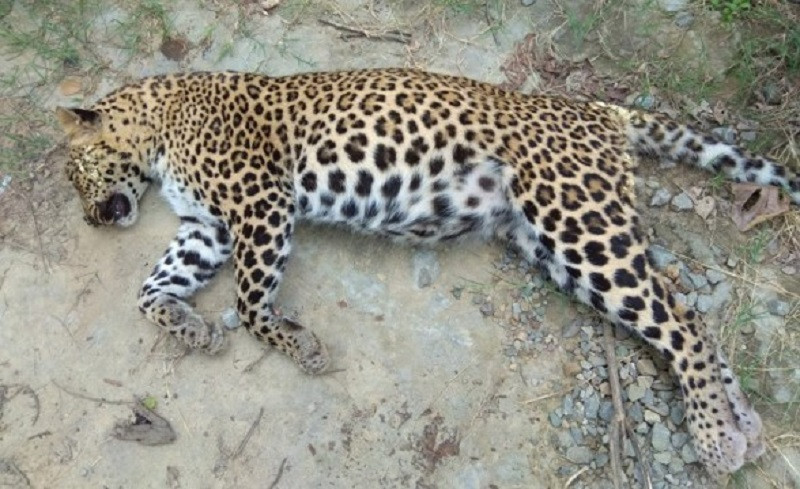 घाइते चितुवाको उद्धार